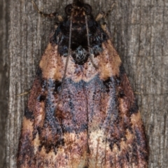 Araeopaschia sp. ANIC19 (A Pyralid moth (Epipaschinae) at Melba, ACT - 30 Dec 2021 by kasiaaus