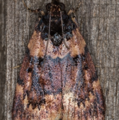 Araeopaschia sp. ANIC19 (A Pyralid moth (Epipaschinae) at Melba, ACT - 30 Dec 2021 by kasiaaus
