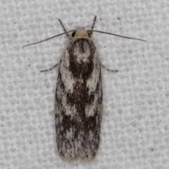Phylomictis maligna (A Stenomatinae moth) at Melba, ACT - 30 Dec 2021 by kasiaaus