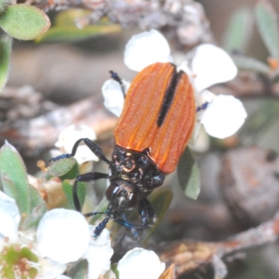 Castiarina nasuta (A jewel beetle) at Kosciuszko National Park - 20 Feb 2022 by Harrisi