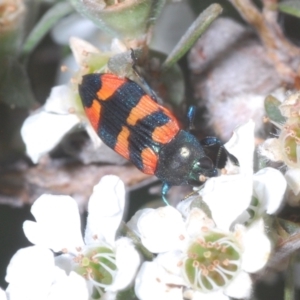 Castiarina kershawi at Jindabyne, NSW - 20 Feb 2022