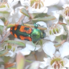 Castiarina scalaris at Jindabyne, NSW - 20 Feb 2022