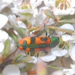 Castiarina scalaris at Jindabyne, NSW - 20 Feb 2022