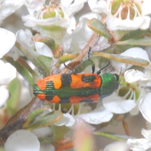 Castiarina scalaris at Jindabyne, NSW - 20 Feb 2022