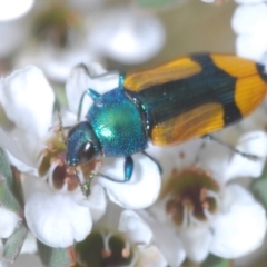 Castiarina skusei at Jindabyne, NSW - 20 Feb 2022 01:39 PM