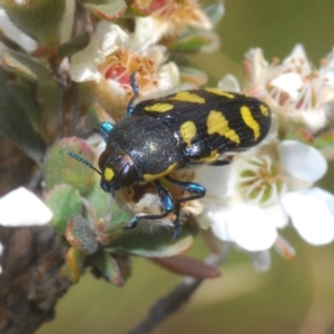 Castiarina octospilota at Jindabyne, NSW - 20 Feb 2022