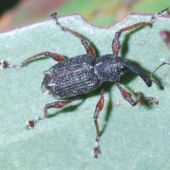 Aoplocnemis sp. (genus) (A weevil) at Kosciuszko National Park - 19 Feb 2022 by Harrisi