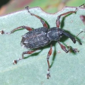 Aoplocnemis sp. (genus) at Crackenback, NSW - 20 Feb 2022 10:29 AM