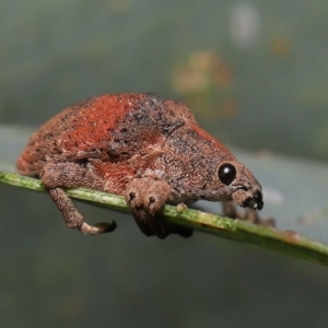 Gonipterus scutellatus at Fyshwick, ACT - 23 Feb 2022 11:12 AM