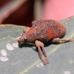 Gonipterus scutellatus at Fyshwick, ACT - 23 Feb 2022 11:12 AM