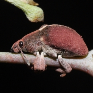 Gonipterus sp. (genus) at Fyshwick, ACT - 23 Feb 2022