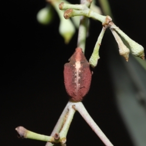 Gonipterus sp. (genus) at Fyshwick, ACT - 23 Feb 2022