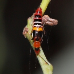 Melyridae (family) (Soft-winged flower beetle) at Jerrabomberra Wetlands - 23 Feb 2022 by TimL