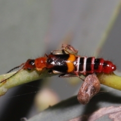 Melyridae (family) at Fyshwick, ACT - 23 Feb 2022 11:19 AM