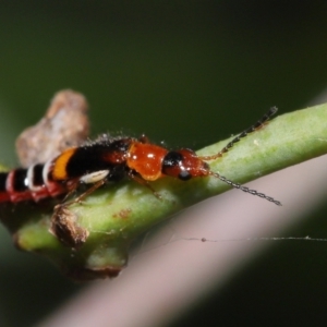 Melyridae (family) at Fyshwick, ACT - 23 Feb 2022