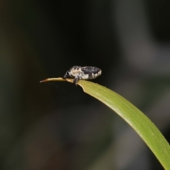 Neolaemosaccus sp. (genus) at Fyshwick, ACT - 23 Feb 2022 11:47 AM