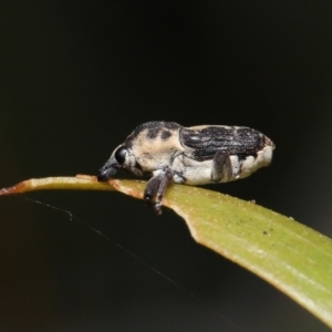 Neolaemosaccus sp. (genus) at Fyshwick, ACT - 23 Feb 2022 11:47 AM