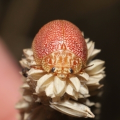 Paropsis atomaria (Eucalyptus leaf beetle) at Fyshwick, ACT - 23 Feb 2022 by TimL