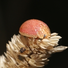 Paropsis atomaria at Fyshwick, ACT - 23 Feb 2022