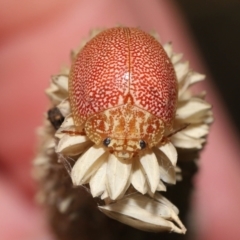 Paropsis atomaria at Fyshwick, ACT - 23 Feb 2022 11:40 AM