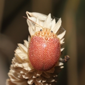 Paropsis atomaria at Fyshwick, ACT - 23 Feb 2022