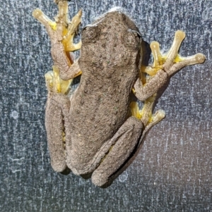 Litoria peronii at Currawang, NSW - 24 Feb 2022