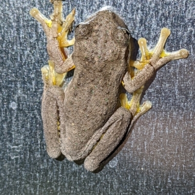 Litoria peronii (Peron's Tree Frog, Emerald Spotted Tree Frog) at Currawang, NSW - 24 Feb 2022 by camcols