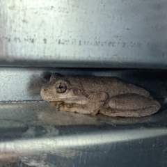 Litoria peronii at Currawang, NSW - 24 Feb 2022