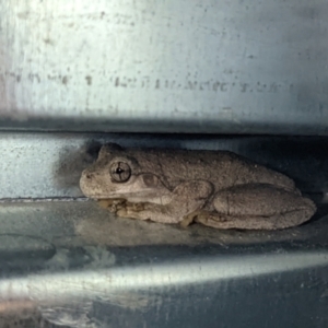 Litoria peronii at Currawang, NSW - 24 Feb 2022