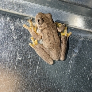 Litoria peronii at Currawang, NSW - 24 Feb 2022