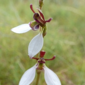 Eriochilus cucullatus at Boro, NSW - 21 Feb 2022