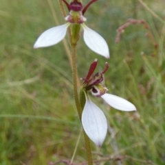 Eriochilus cucullatus at Boro, NSW - 21 Feb 2022