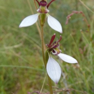 Eriochilus cucullatus at Boro, NSW - 21 Feb 2022