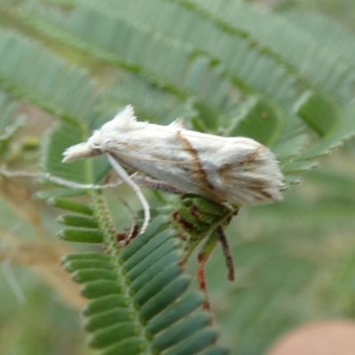 Heliocosma argyroleuca (A tortrix or leafroller moth) at Boro - 21 Feb 2022 by Paul4K