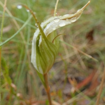 Diplodium reflexum (Dainty Greenhood) at Boro, NSW - 21 Feb 2022 by Paul4K