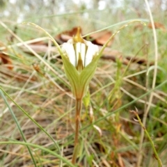 Diplodium reflexum at Boro, NSW - 22 Feb 2022