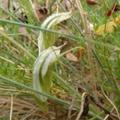 Diplodium reflexum at Boro, NSW - 22 Feb 2022