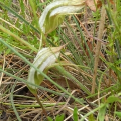 Diplodium reflexum at Boro, NSW - 22 Feb 2022