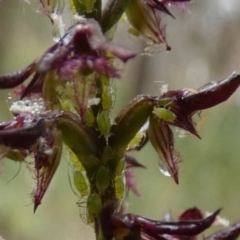 Aphididae (family) (Unidentified aphid) at Boro - 21 Feb 2022 by Paul4K