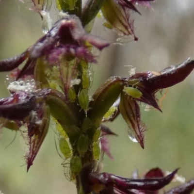 Aphididae (family) (Unidentified aphid) at Boro, NSW - 21 Feb 2022 by Paul4K