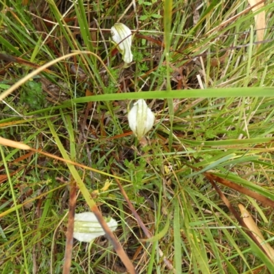 Diplodium reflexum (Dainty Greenhood) at Boro - 22 Feb 2022 by Paul4K