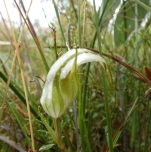 Diplodium reflexum at Boro, NSW - 22 Feb 2022