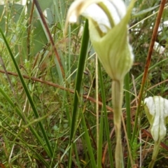 Diplodium reflexum at Boro, NSW - 22 Feb 2022