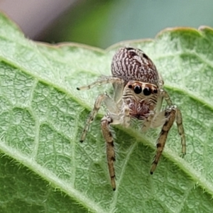 Opisthoncus grassator at Holt, ACT - suppressed