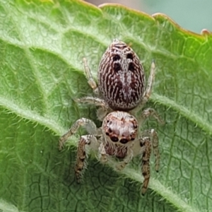 Opisthoncus grassator at Holt, ACT - suppressed