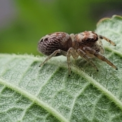 Opisthoncus grassator at Holt, ACT - suppressed