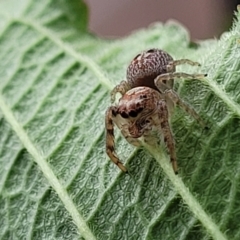 Opisthoncus grassator at Holt, ACT - suppressed