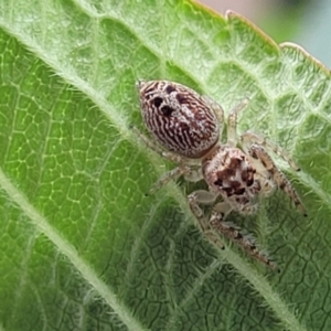 Opisthoncus grassator at Holt, ACT - suppressed