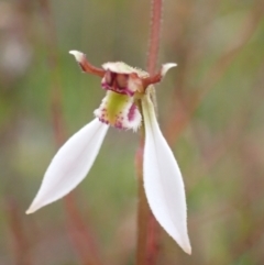 Eriochilus cucullatus (Parson's Bands) at Saint George, NSW - 24 Feb 2022 by AnneG1