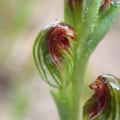 Unidentified Orchid at Saint George, NSW - 24 Feb 2022 by AnneG1